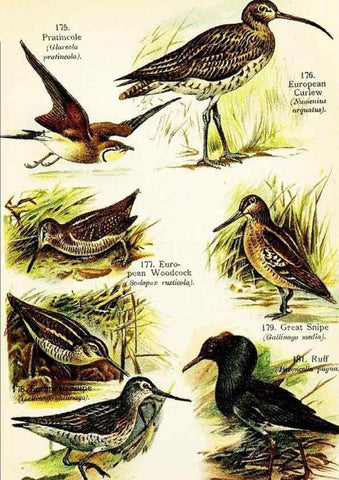 Reproducción/Reproduction 7971243726: Birds of the world for young people,. New York,F.A. Stokes Company[1909]