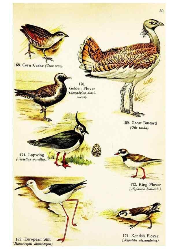 Reproducción/Reproduction 7971242330: Birds of the world for young people,. New York,F.A. Stokes Company[1909]