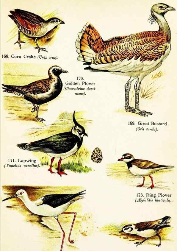 Reproducción/Reproduction 7971242330: Birds of the world for young people,. New York,F.A. Stokes Company[1909]