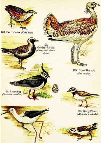 Reproducción/Reproduction 7971242330: Birds of the world for young people,. New York,F.A. Stokes Company[1909]