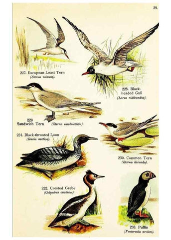 Reproducción/Reproduction 7971219378: Birds of the world for young people,. New York,F.A. Stokes Company[1909]