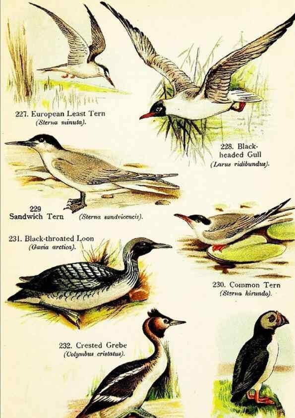 Reproducción/Reproduction 7971219378: Birds of the world for young people,. New York,F.A. Stokes Company[1909]