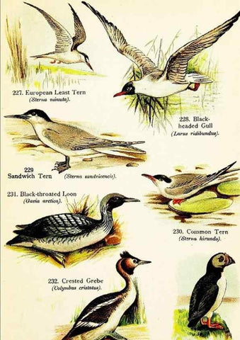 Reproducción/Reproduction 7971219378: Birds of the world for young people,. New York,F.A. Stokes Company[1909]