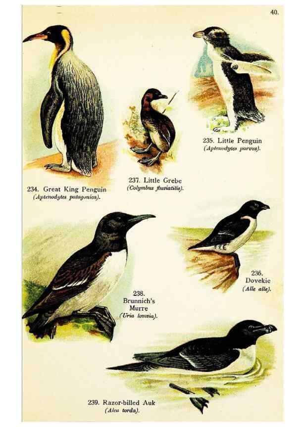 Reproducción/Reproduction 7971220578: Birds of the world for young people,. New York,F.A. Stokes Company[1909]