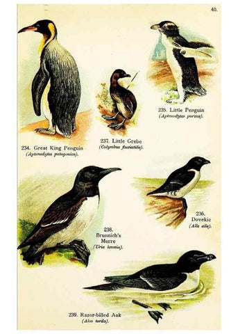 Reproducción/Reproduction 7971220578: Birds of the world for young people,. New York,F.A. Stokes Company[1909]