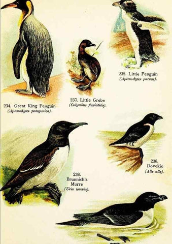 Reproducción/Reproduction 7971220578: Birds of the world for young people,. New York,F.A. Stokes Company[1909]