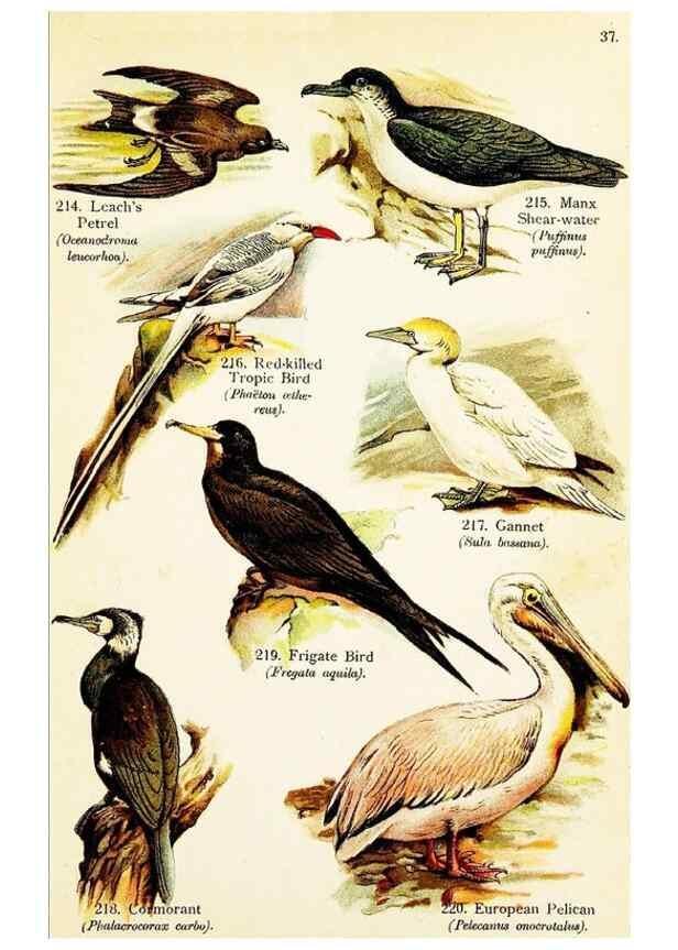 Reproducción/Reproduction 7971221872: Birds of the world for young people,. New York,F.A. Stokes Company[1909]