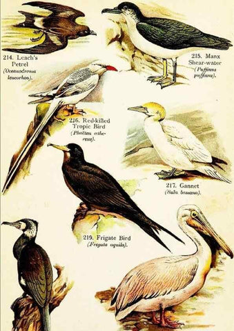Reproducción/Reproduction 7971221872: Birds of the world for young people,. New York,F.A. Stokes Company[1909]