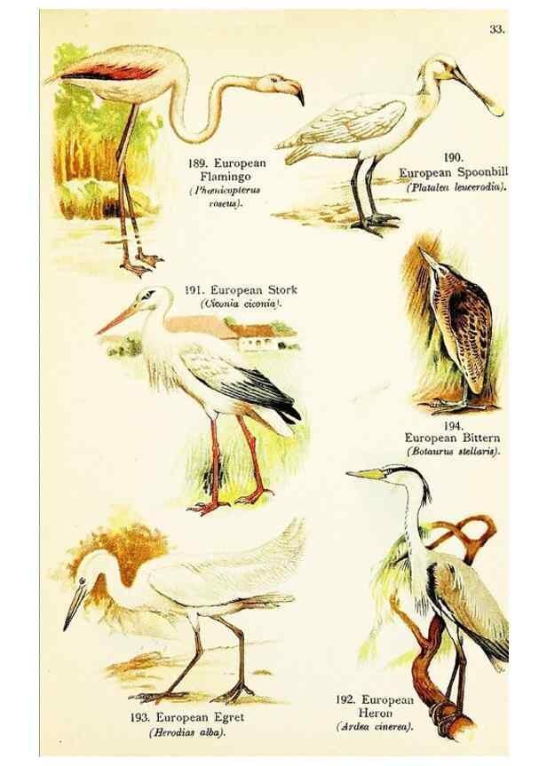 Reproducción/Reproduction 7971223762: Birds of the world for young people,. New York,F.A. Stokes Company[1909]
