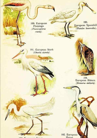 Reproducción/Reproduction 7971223762: Birds of the world for young people,. New York,F.A. Stokes Company[1909]