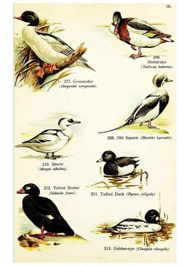 Reproducción/Reproduction 7971225134: Birds of the world for young people,. New York,F.A. Stokes Company[1909]
