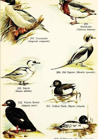 Reproducción/Reproduction 7971225134: Birds of the world for young people,. New York,F.A. Stokes Company[1909]