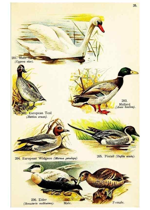 Reproducción/Reproduction 7971226514: Birds of the world for young people,. New York,F.A. Stokes Company[1909]