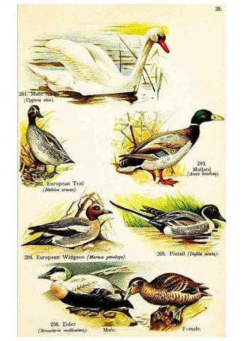 Reproducción/Reproduction 7971226514: Birds of the world for young people,. New York,F.A. Stokes Company[1909]