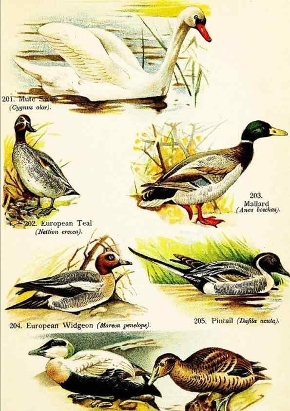 Reproducción/Reproduction 7971226514: Birds of the world for young people,. New York,F.A. Stokes Company[1909]