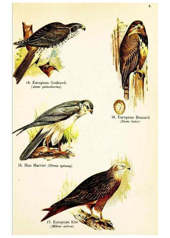 Reproducción/Reproduction 7971227834: Birds of the world for young people,. New York,F.A. Stokes Company[1909]