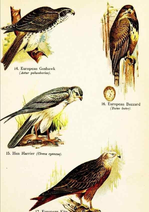 Reproducción/Reproduction 7971227834: Birds of the world for young people,. New York,F.A. Stokes Company[1909]