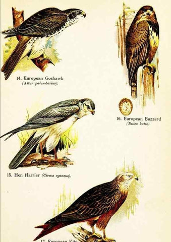 Reproducción/Reproduction 7971227834: Birds of the world for young people,. New York,F.A. Stokes Company[1909]