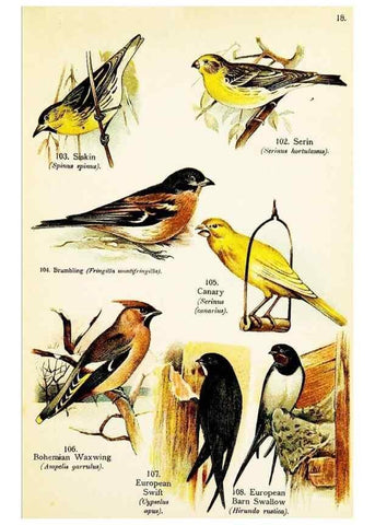 Reproducción/Reproduction 7971267826: Birds of the world for young people,. New York,F.A. Stokes Company[1909]