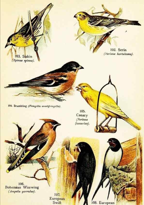 Reproducción/Reproduction 7971267826: Birds of the world for young people,. New York,F.A. Stokes Company[1909]