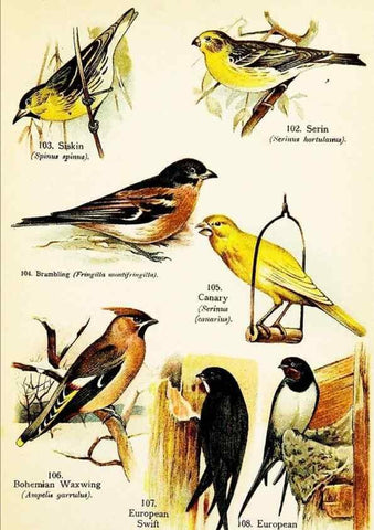 Reproducción/Reproduction 7971267826: Birds of the world for young people,. New York,F.A. Stokes Company[1909]