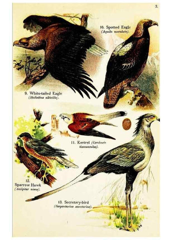 Reproducción/Reproduction 7971229288: Birds of the world for young people,. New York,F.A. Stokes Company[1909]