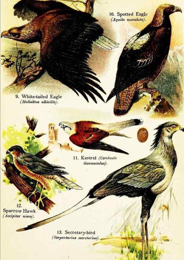 Reproducción/Reproduction 7971229288: Birds of the world for young people,. New York,F.A. Stokes Company[1909]