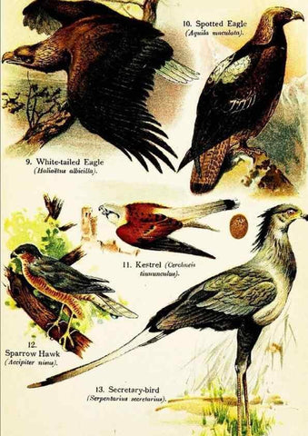 Reproducción/Reproduction 7971229288: Birds of the world for young people,. New York,F.A. Stokes Company[1909]