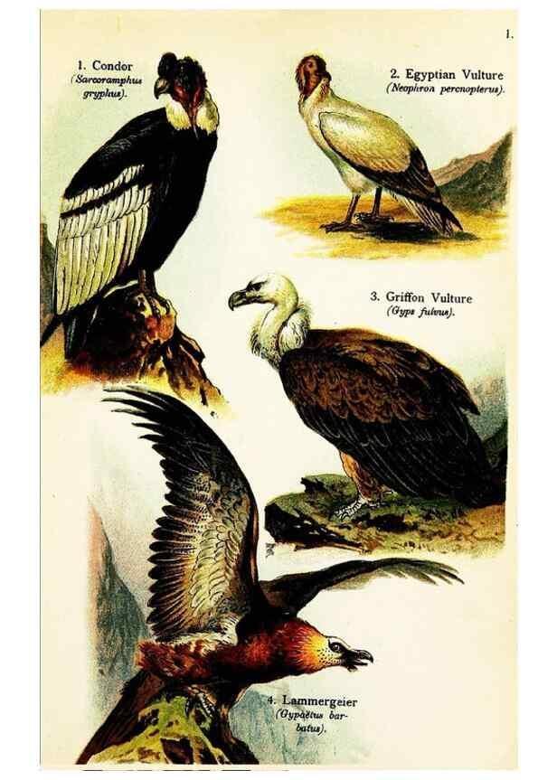 Reproducción/Reproduction 7971232162: Birds of the world for young people,. New York,F.A. Stokes Company[1909]