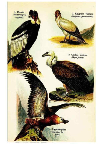 Reproducción/Reproduction 7971232162: Birds of the world for young people,. New York,F.A. Stokes Company[1909]