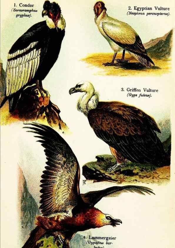 Reproducción/Reproduction 7971232162: Birds of the world for young people,. New York,F.A. Stokes Company[1909]