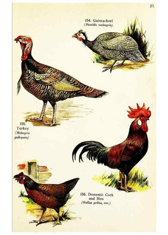 Reproducción/Reproduction 7971233224: Birds of the world for young people,. New York,F.A. Stokes Company[1909]