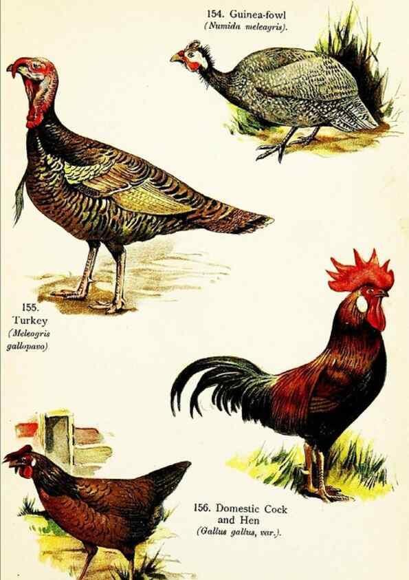 Reproducción/Reproduction 7971233224: Birds of the world for young people,. New York,F.A. Stokes Company[1909]