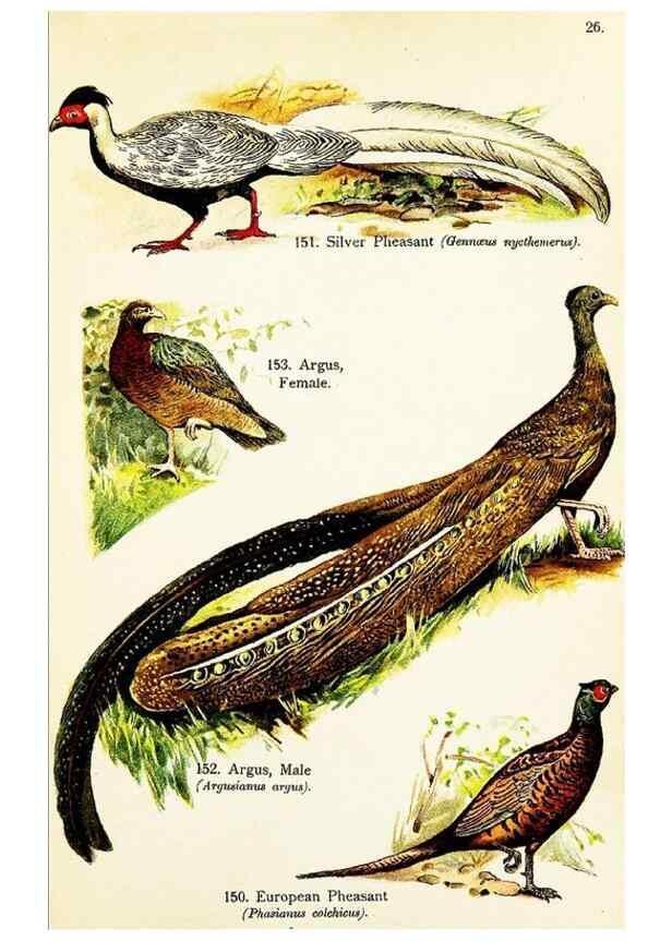 Reproducción/Reproduction 7971234480: Birds of the world for young people,. New York,F.A. Stokes Company[1909]