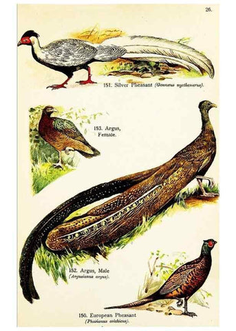 Reproducción/Reproduction 7971234480: Birds of the world for young people,. New York,F.A. Stokes Company[1909]