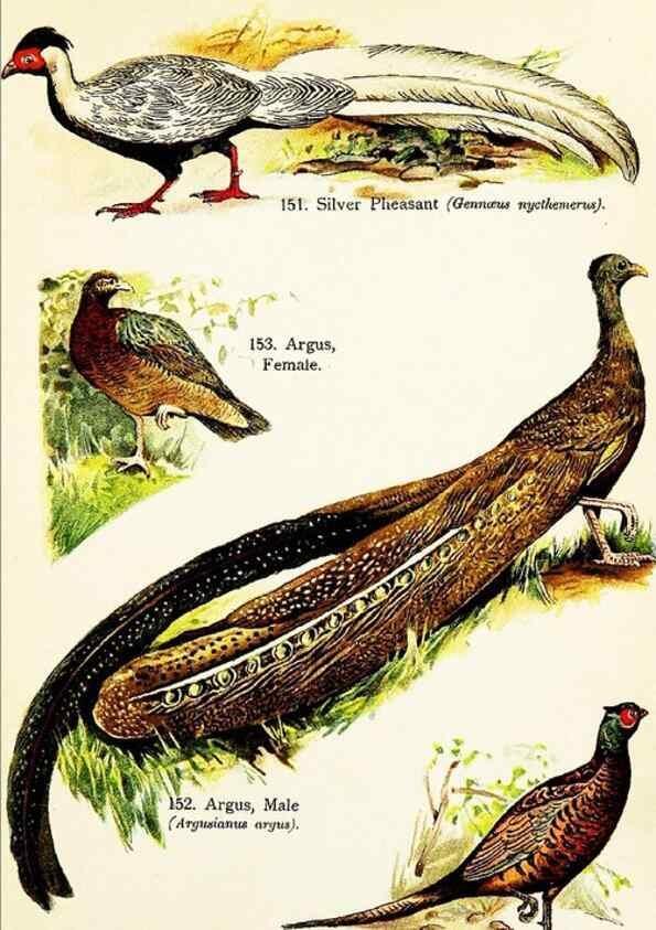 Reproducción/Reproduction 7971234480: Birds of the world for young people,. New York,F.A. Stokes Company[1909]
