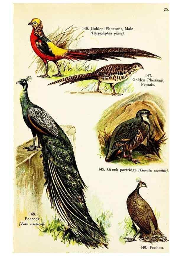Reproducción/Reproduction 7971235792: Birds of the world for young people,. New York,F.A. Stokes Company[1909]