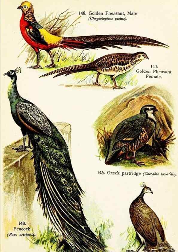 Reproducción/Reproduction 7971235792: Birds of the world for young people,. New York,F.A. Stokes Company[1909]