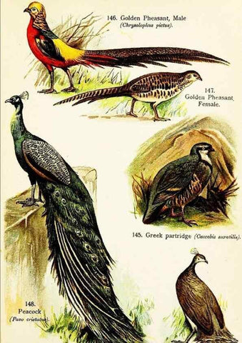 Reproducción/Reproduction 7971235792: Birds of the world for young people,. New York,F.A. Stokes Company[1909]