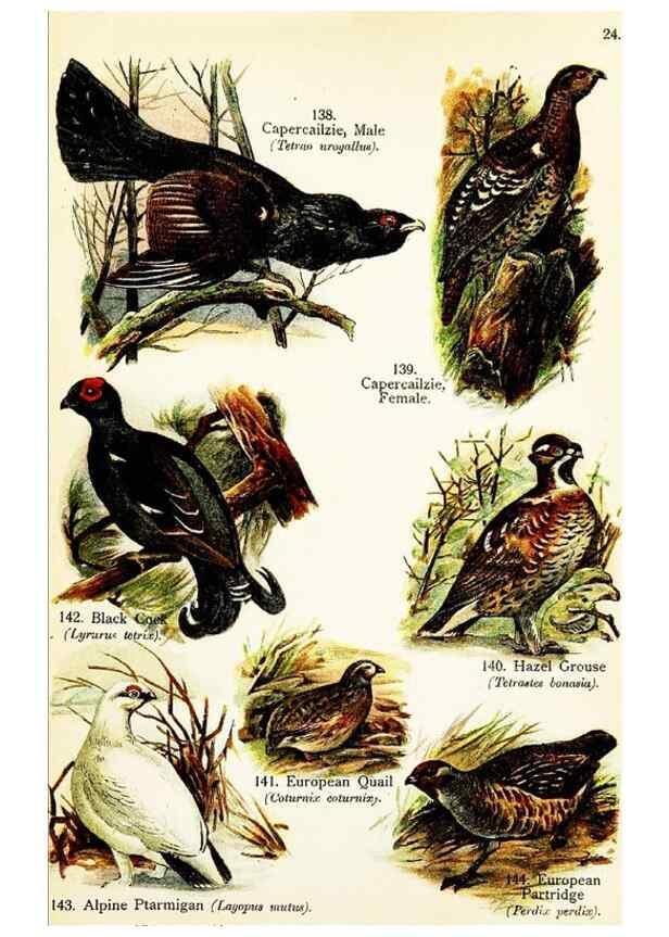 Reproducción/Reproduction 7971237226: Birds of the world for young people,. New York,F.A. Stokes Company[1909]