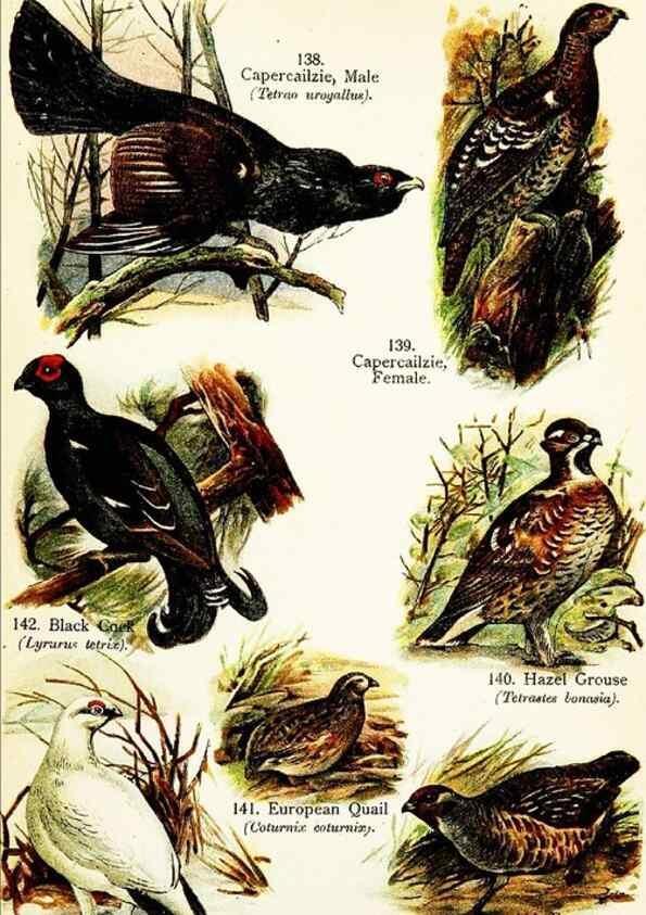 Reproducción/Reproduction 7971237226: Birds of the world for young people,. New York,F.A. Stokes Company[1909]
