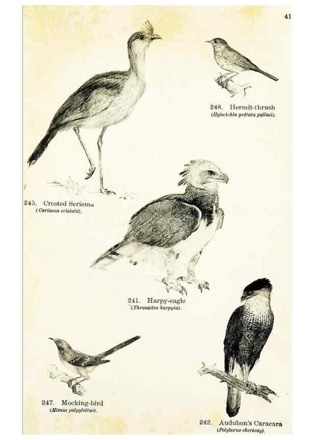 Reproducción/Reproduction 7971238630: Birds of the world for young people,. New York,F.A. Stokes Company[1909]