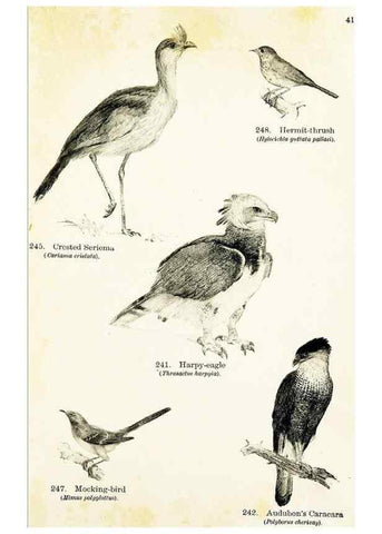 Reproducción/Reproduction 7971238630: Birds of the world for young people,. New York,F.A. Stokes Company[1909]