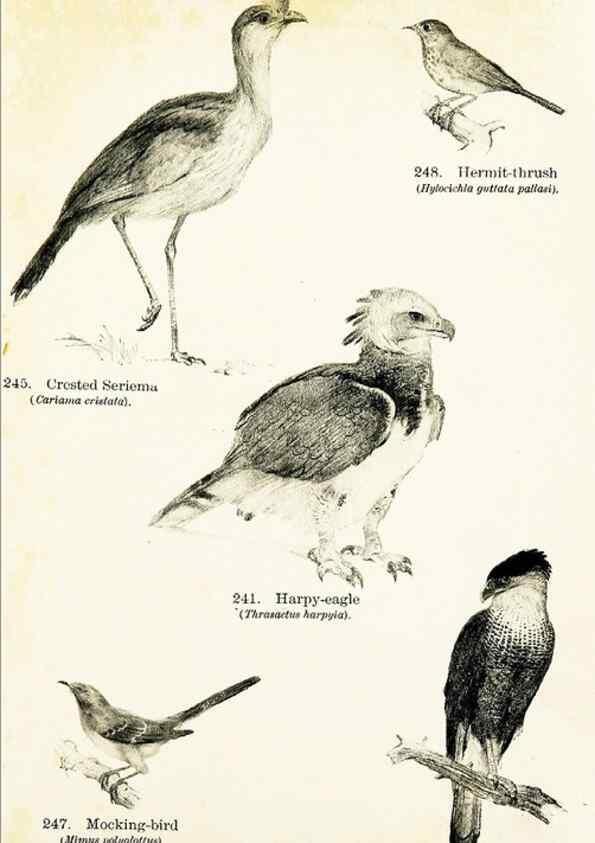 Reproducción/Reproduction 7971238630: Birds of the world for young people,. New York,F.A. Stokes Company[1909]