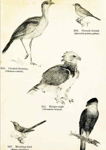 Reproducción/Reproduction 7971238630: Birds of the world for young people,. New York,F.A. Stokes Company[1909]