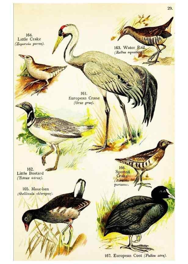 Reproducción/Reproduction 7971240088: Birds of the world for young people,. New York,F.A. Stokes Company[1909]