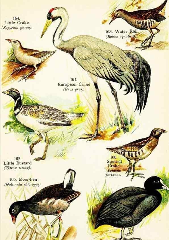 Reproducción/Reproduction 7971240088: Birds of the world for young people,. New York,F.A. Stokes Company[1909]