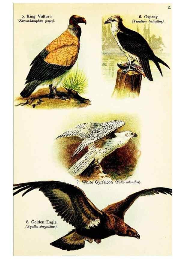 Reproducción/Reproduction 7971230482: Birds of the world for young people,. New York,F.A. Stokes Company[1909]