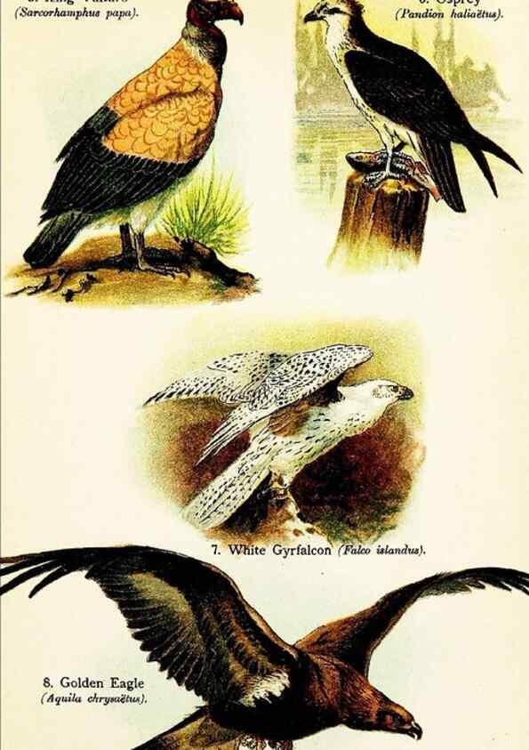 Reproducción/Reproduction 7971230482: Birds of the world for young people,. New York,F.A. Stokes Company[1909]