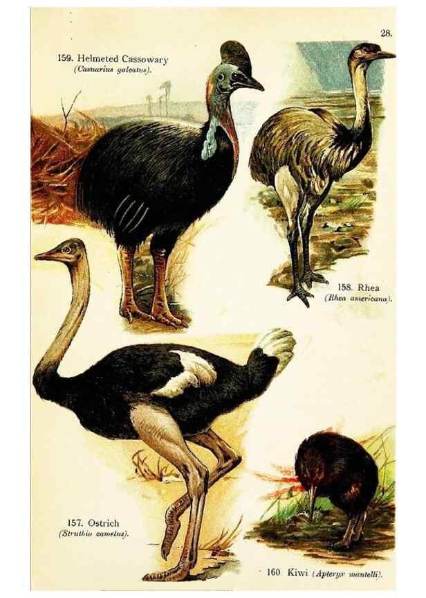 Reproducción/Reproduction 7971217644: Birds of the world for young people,. New York,F.A. Stokes Company[1909]
